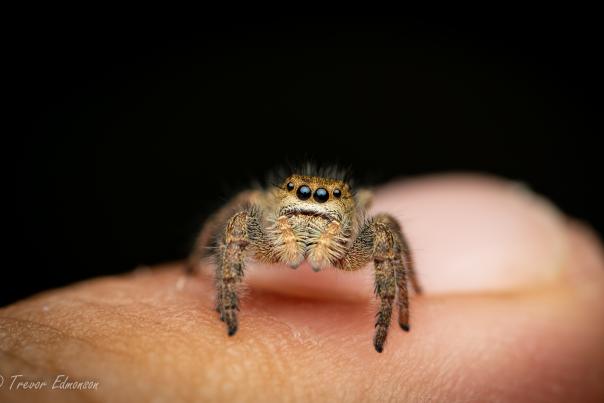 A jumping spider with black eyes sits on a finger