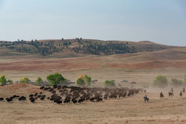 A herd of bison runs across a dusty plain with cowboys on horseback guiding them. Rolling hills, scattered trees, and distant vehicles are in the background.