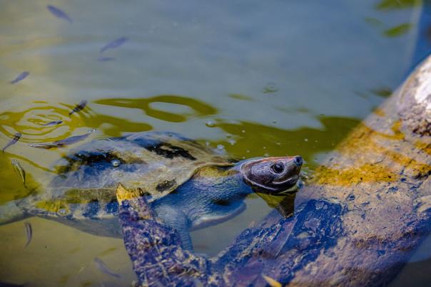 Turtle poking it's nose out of the water at IguanaLand