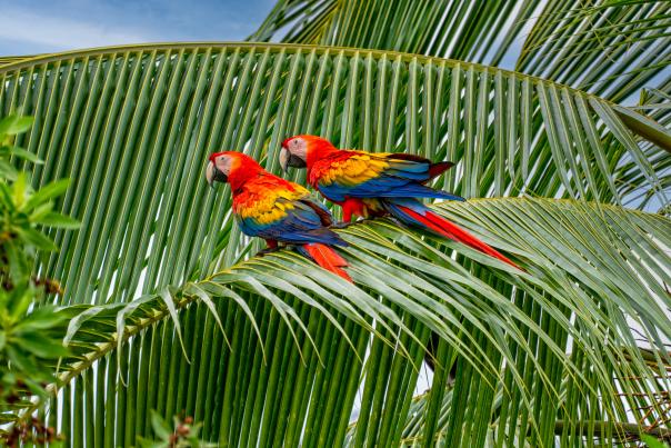 Two red macaws rest near a palm tree