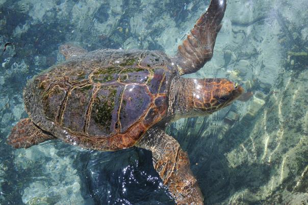 Hawkbilled Sea Turtle swimming in shallow water.