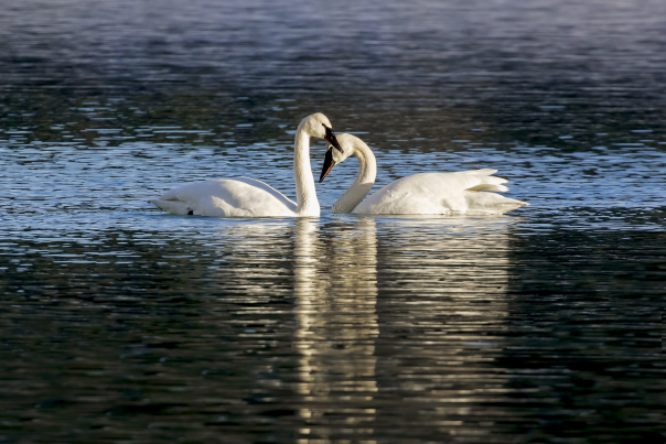 Swans in Anchorage