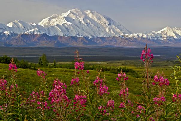 View of Denali with fireweed