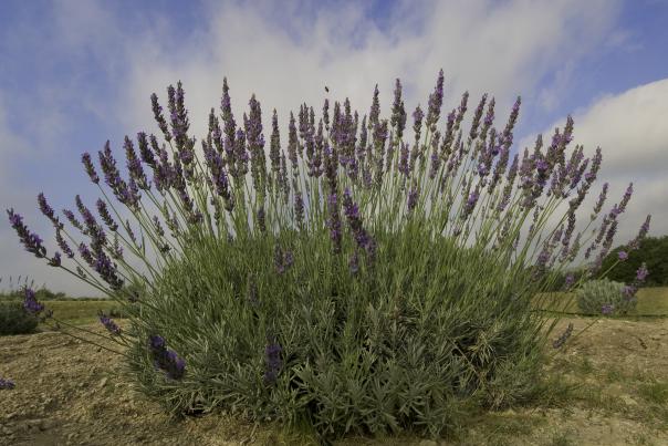 Lavender Bush