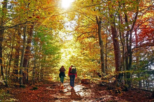 couple hiking on a trail in the forest with a small dog during Autumn