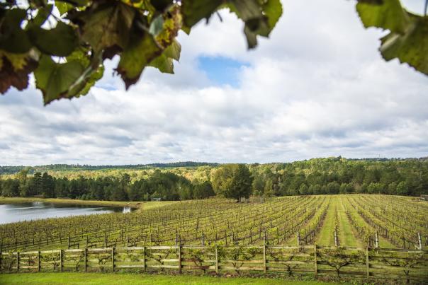 Winery