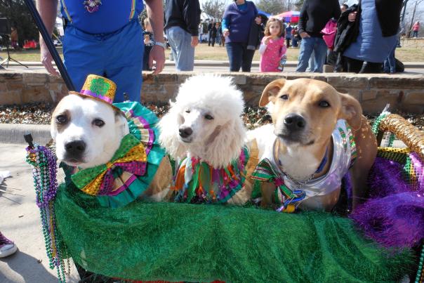 Krewe of Barkus - dogs in a wagon