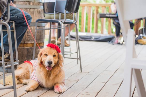 Pet Friendly