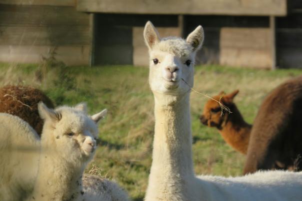 Alpaca for Kaw Valley Farm Tour
