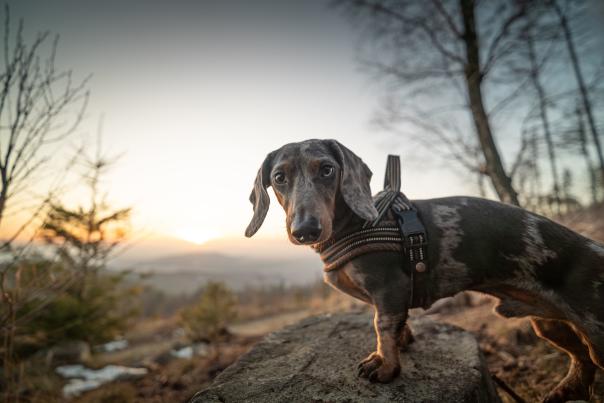 hiking_dog