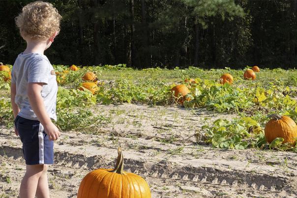 3-year old boy picking a pumpkin at Smith's Farm near Benson, NC.