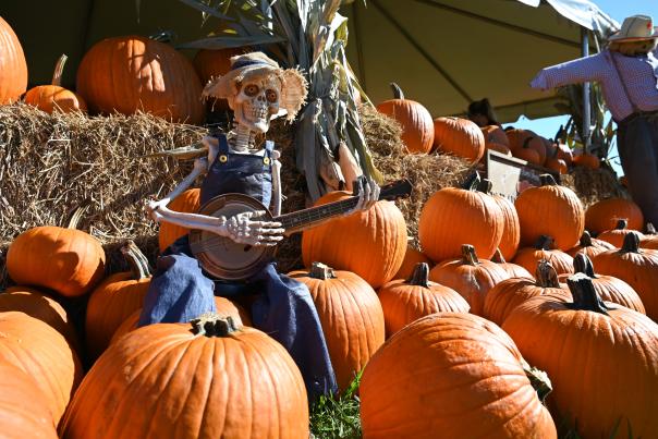 Parkland Pumpkin Patch