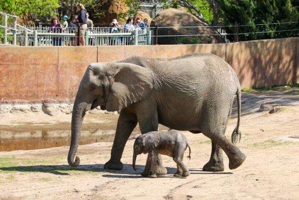 Baby Elephant at Sedgwick County Zoo with mom