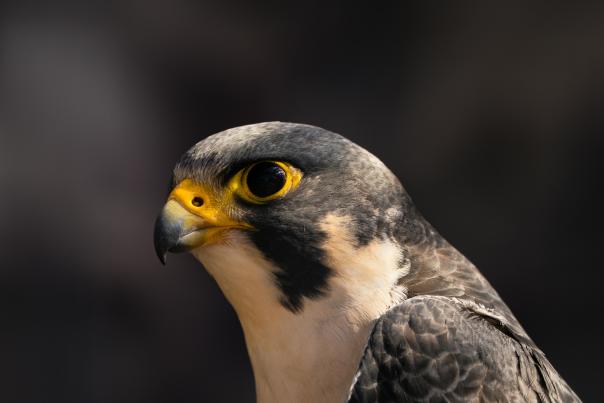 Close-up of a peregrine falcon’s head showing its sharp beak and dark eyes.
