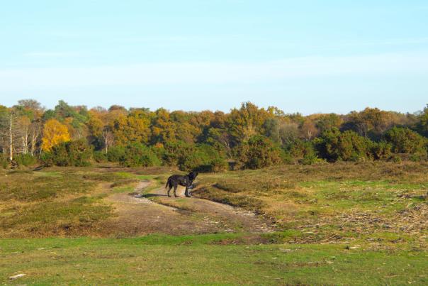 Black Labrador in the New Forest in the autumn - Dogs