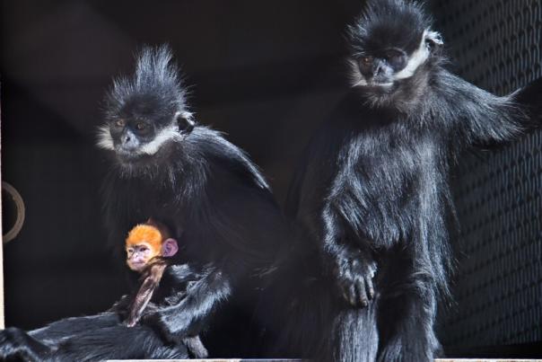 Baby Asian Monkey