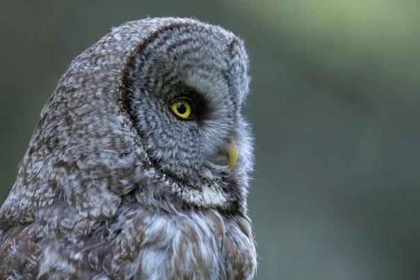 Owl - Syler