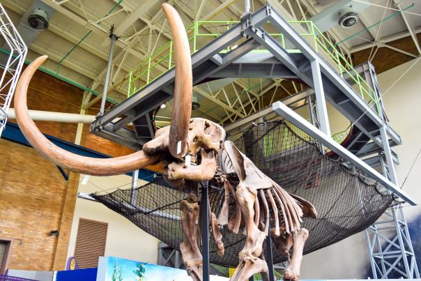 Science Central Mastadon Bones