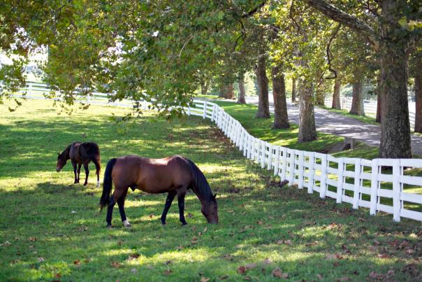 Kentucky Horse Park horses grazing