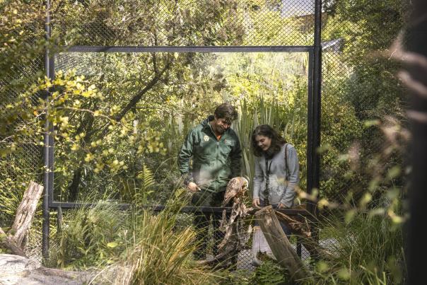 People looking into an enclosure at a Kaka, New Zealand Native Parrot