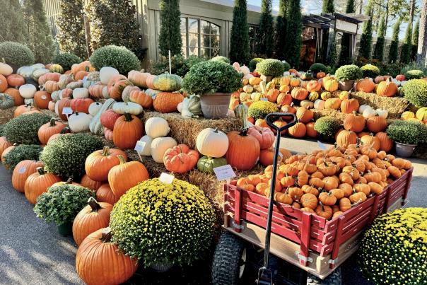 Botanic in the fall with pumpkins
