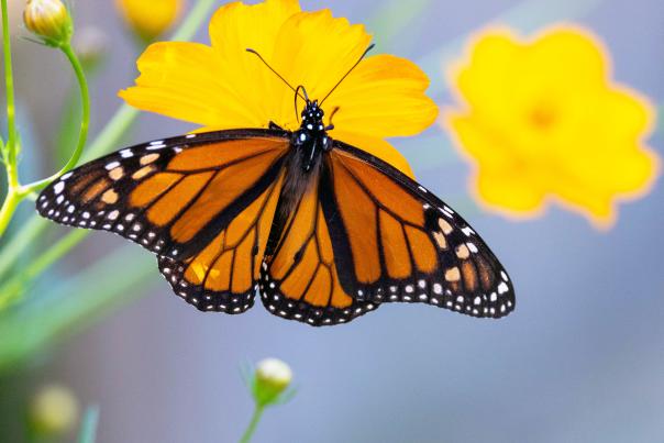 A red and black butterfly sitting on a yellow flower