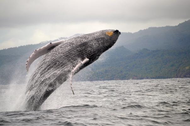 Ballena Jorobada. Samaná