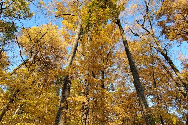 Fall foliage at Englewood MetroPark