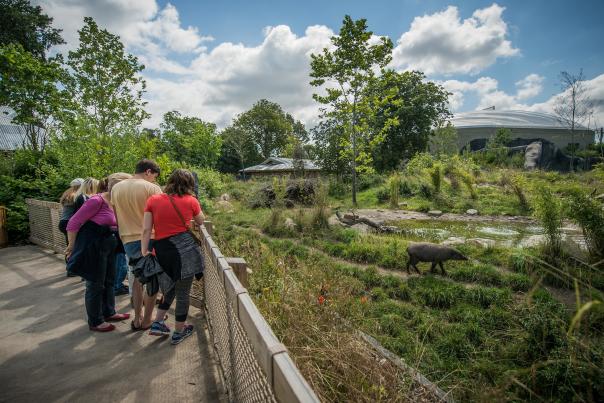 Family overlooking Chester Zoo
