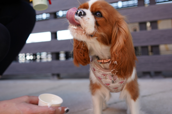 A small brown and white dog enjoys a "pup cup" with her tongue licking cream off her nose.