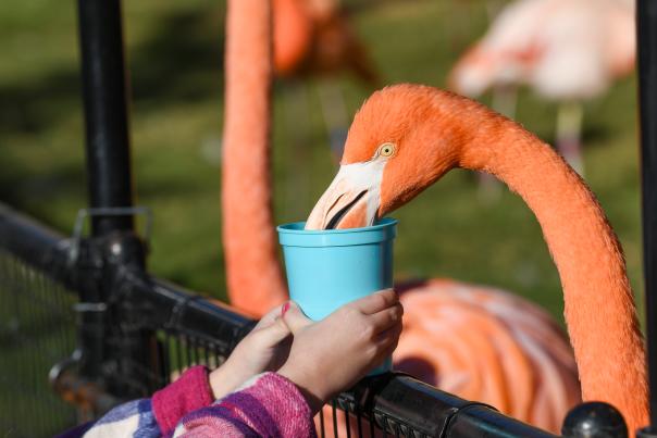 OKZ Zoo Flamingo Feeding