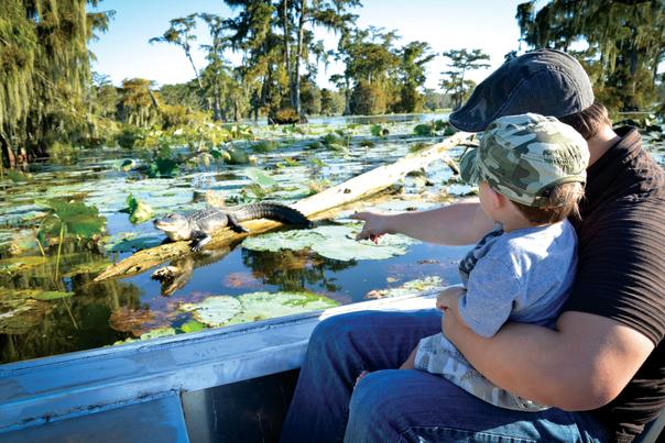 Swamp Tour - Father & Son looking at Alligator
