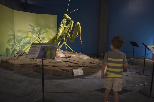 A child looking at a praying mantis in “Backyard Bugs" exhibit, now open at Science Museum Oklahoma
