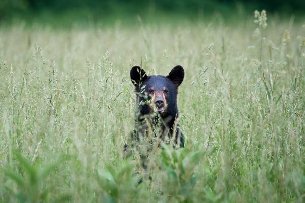 black bear in field