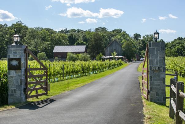 A view of Great Frogs Winery vineyard from the front gate