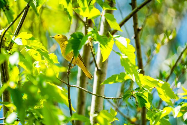 Birding Along the Animas River Trail During Spring