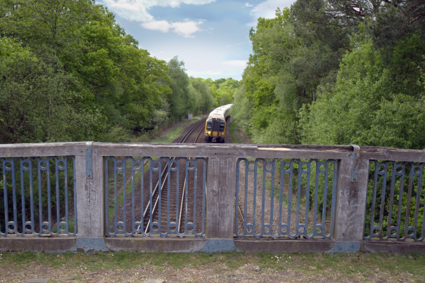 Train on tracks in the New Forest