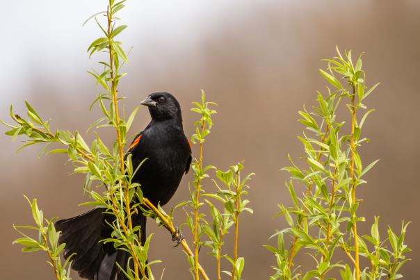 Cover Photo Credit: Red-Winged Blackbird by Catherine Mullhaupt/Audubon Photography Awards