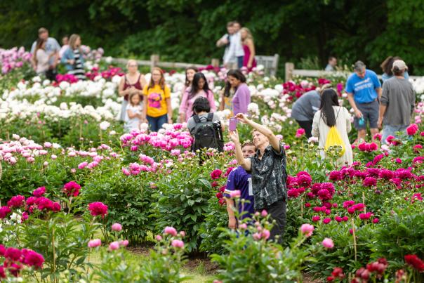 Groups of people looking at the peony bloom in Nichols Arcade