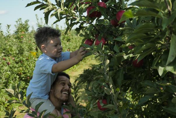 Apple picking at Bloks Orchard
