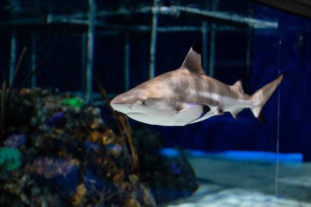 Shark at the Electric City Aquarium & Reptile Den