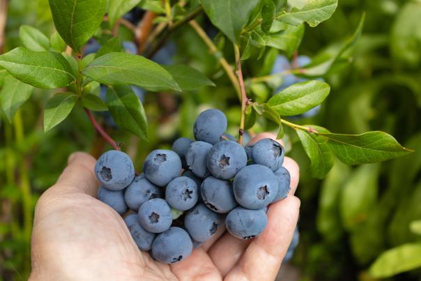 Blueberry Picking