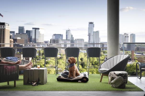 Photo of the rooftop deck at The Otis Hotel with chairs lining the edge of the deck and a medium-sized dog sitting on a bed on a patch of artificial green space.