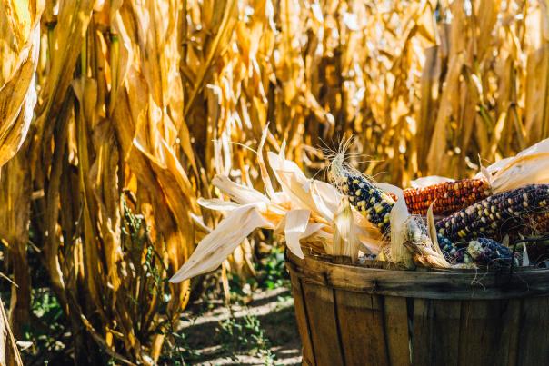 Fall Corn at a Farm, Lehigh Valley, Pa.