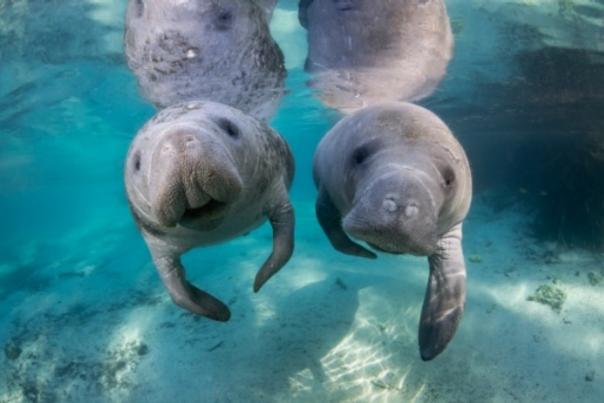Two manatees are pictured in the clear and pristine water of Blue Spring State Park.