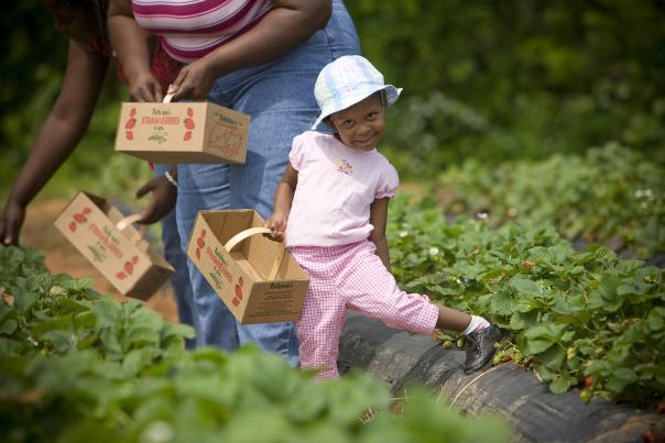 Strawberry picking at Patterson Farms