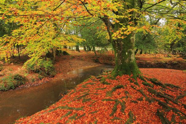 Autumn blog - tree and river