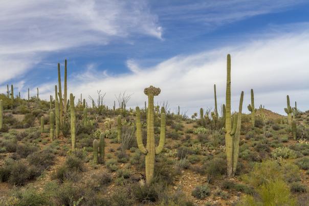 desert landscape with green brush and tall saguaros on a hill and a blue sky behind them.
