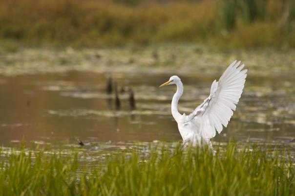 Huntley Meadows Park - Birding - Egret - Nature - Wildlife