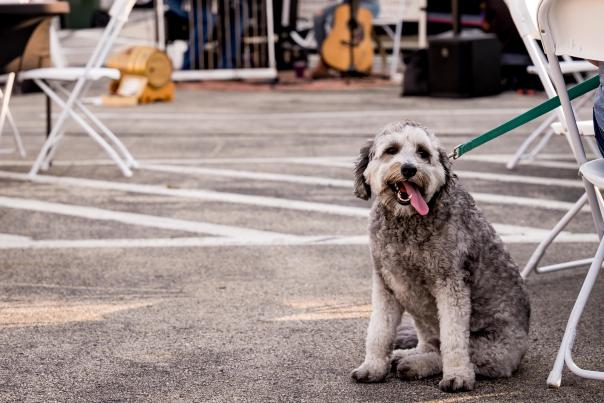 Dog at De Pere Farmers Market